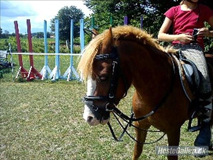 Welsh Pony af Cob-type (sec C) Kalle (Tidl. lånepony) - Undskyld for den forfærdelig kvalitet. - Den lille charmør! billede 12