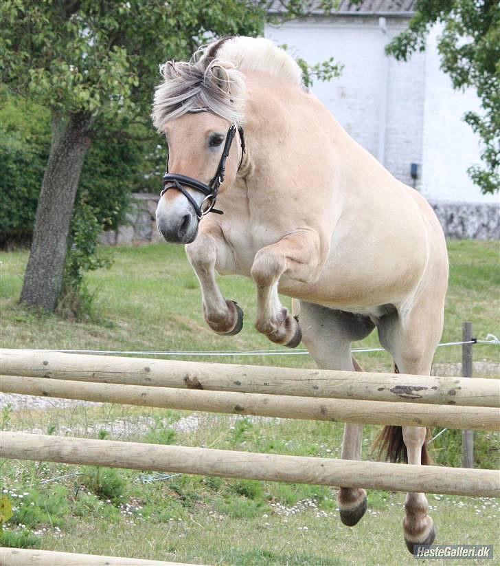 Fjordhest Bubber - Nutti- nutti - nutti :D billede 6