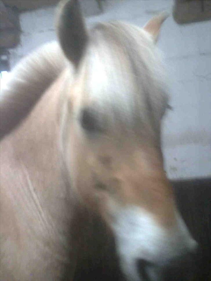 Fjordhest Bubber - ikke så godt, fik det sat over via facebook, og mobil :/ billede 7