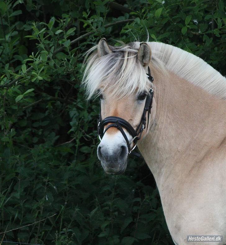 Fjordhest Bubber - Både spring og dressur, kan denne dejlige, og ubeskrivelige hest :D billede 8