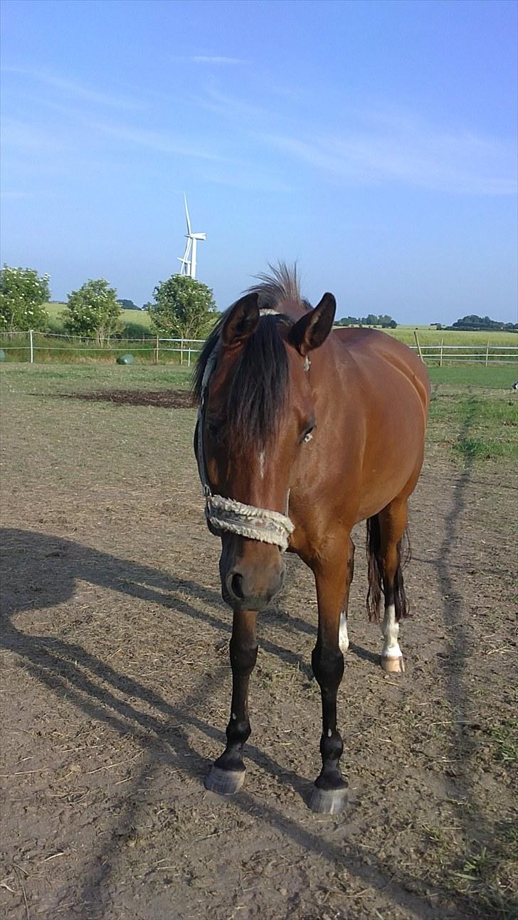 Hollandsk Sportspony Carmen<3 min stjerne! - på folden ;). billede 18