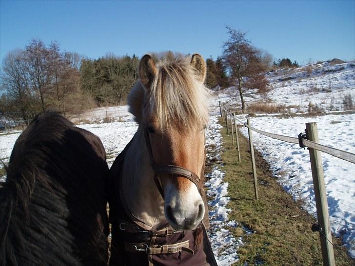 Fjordhest Bubber billede 9