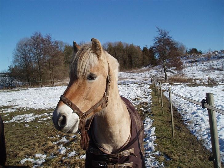 Fjordhest Bubber billede 10