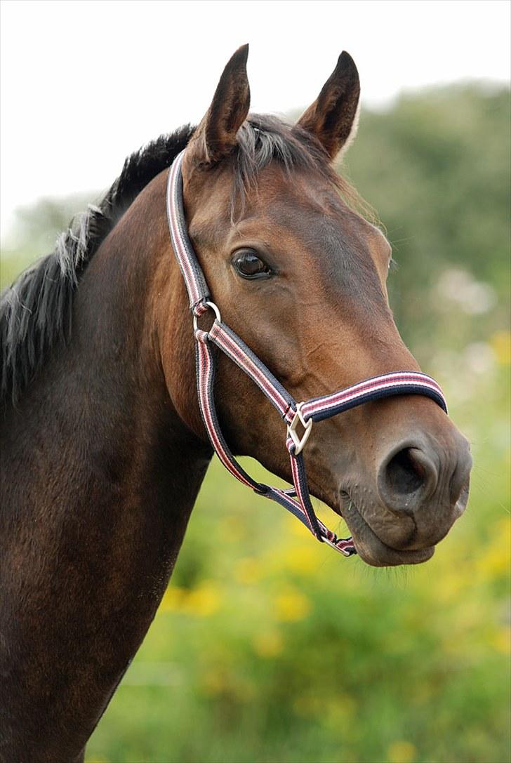 Anden særlig race Calvados J. - Taget af Chaos.. billede 1