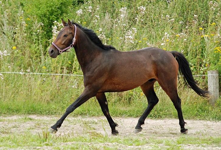 Anden særlig race Calvados J. - Taget af Chaos.. billede 2