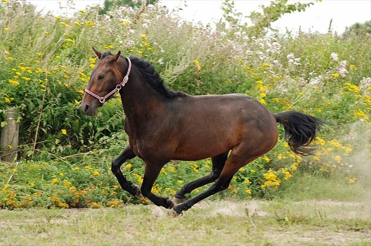 Anden særlig race Calvados J. - Taget af Chaos.. billede 3