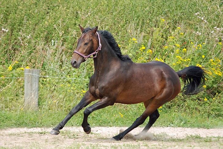 Anden særlig race Calvados J. - Taget af Chaos.. billede 4