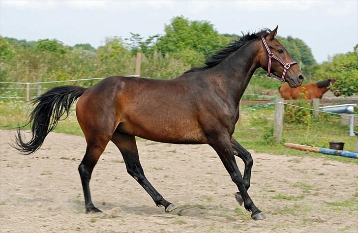Anden særlig race Calvados J. - Taget af Chaos.. billede 5