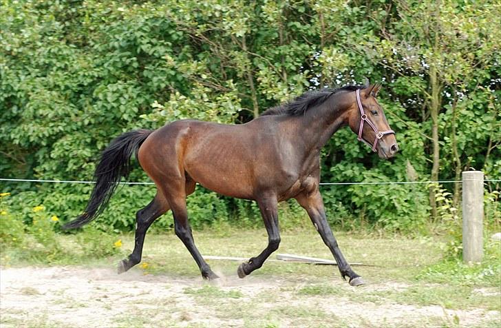 Anden særlig race Calvados J. - Taget af Chaos.. billede 6