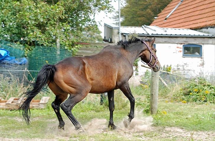 Anden særlig race Calvados J. - Taget af Chaos.. billede 7