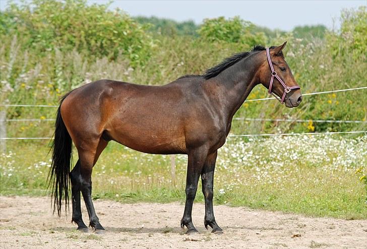 Anden særlig race Calvados J. - Taget af Chaos.. billede 8