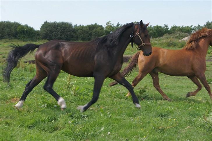 Dansk Varmblod Mr. Hot Chokolate Fudge |Choko| [Trænede] - Taget af Helena ELmo billede 9