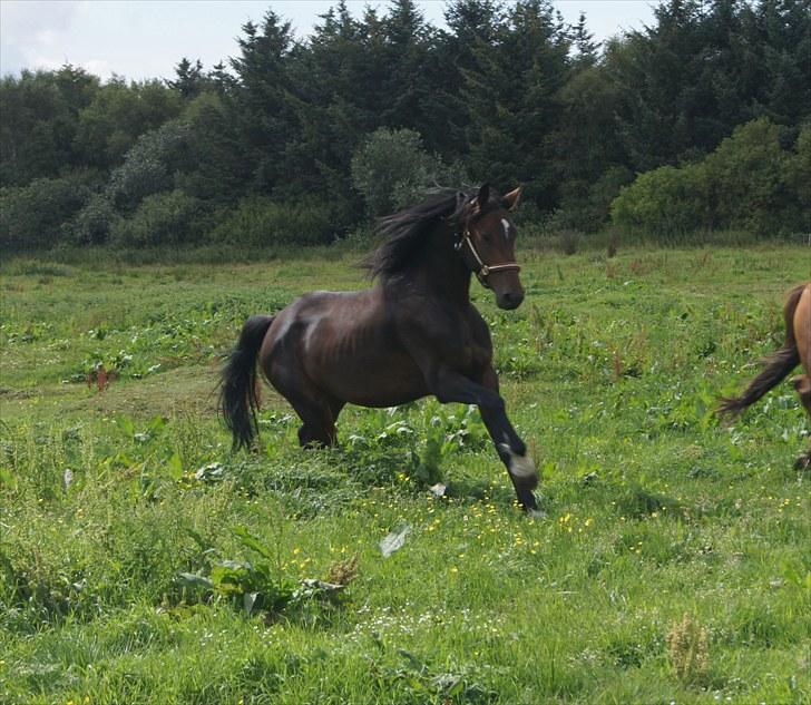 Dansk Varmblod Mr. Hot Chokolate Fudge |Choko| [Trænede] - Taget af Helena Elmo billede 10