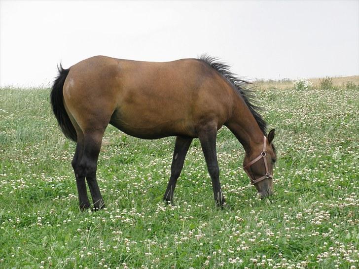 Knabstrupper Friis' Regina KNN 2394 - Mmmm dejligt med noget græs billede 12