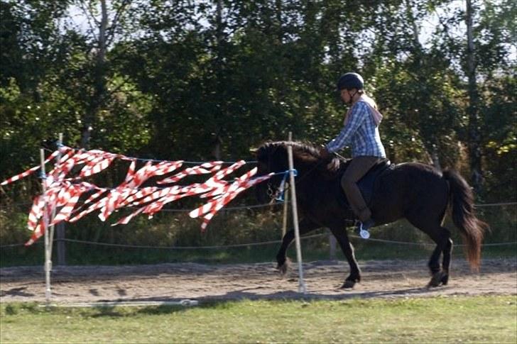 Islænder Katla fra Kastaniely - Orelundstævne september 2009   Foto: Anette Henner billede 1