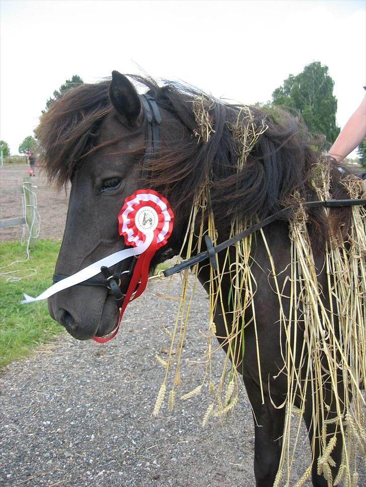 Islænder Katla fra Kastaniely - Ridelejr hos Anne Forsberg juli 2007 billede 2