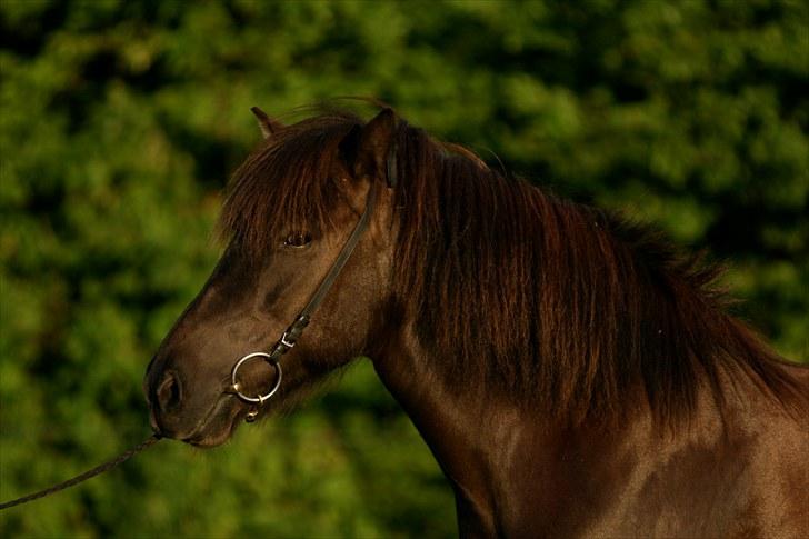 Islænder Katla fra Kastaniely - Juli 2008   Foto: Karina G Olsen billede 3