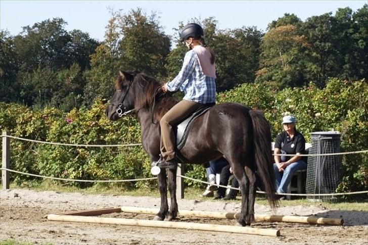 Islænder Katla fra Kastaniely - Orelundstævne september 2009   Foto: Anette Henner billede 4