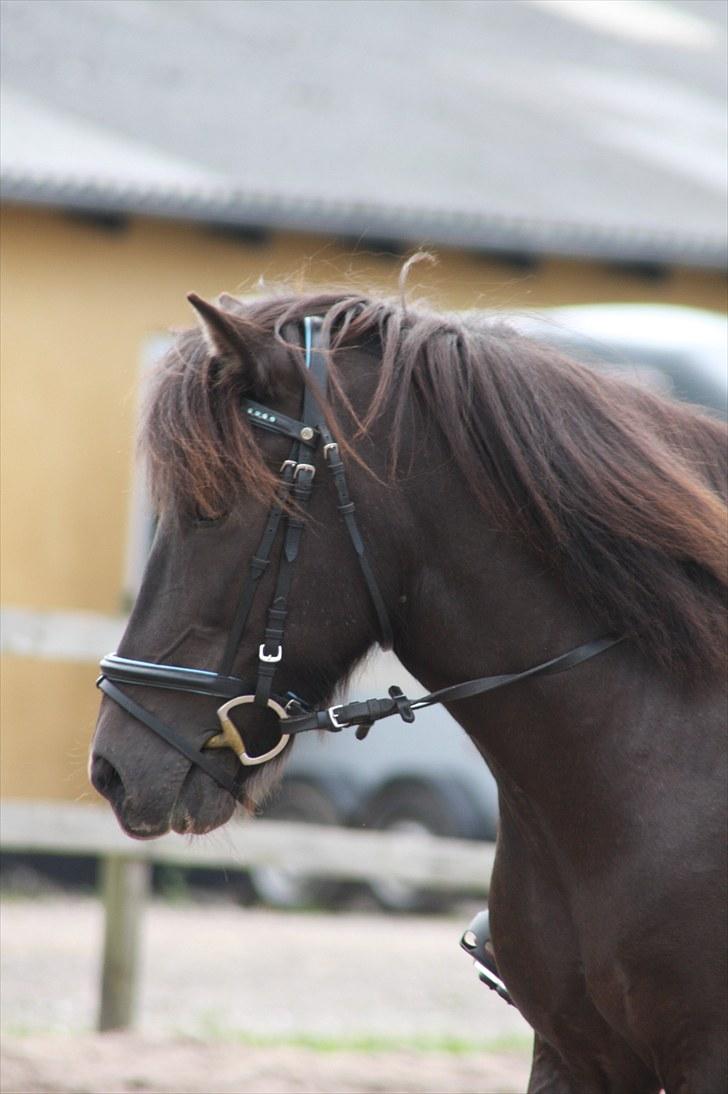 Islænder Katla fra Kastaniely - Juli 2010   Foto: LS-Foto billede 5
