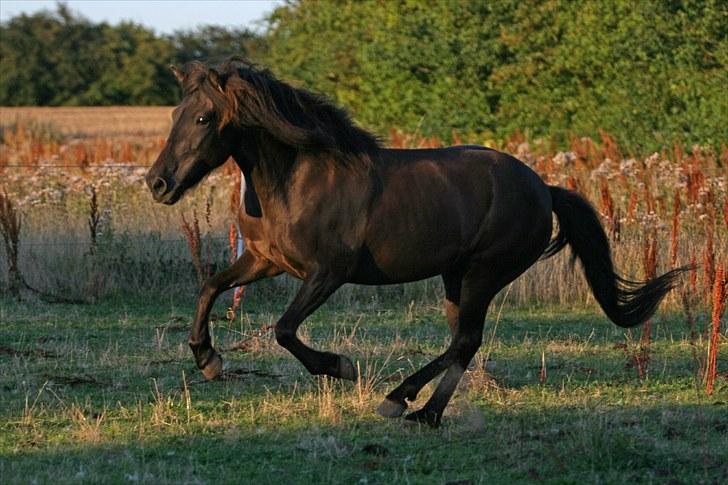 Islænder Katla fra Kastaniely - Juli 2008   Foto: Karina G Olsen billede 6