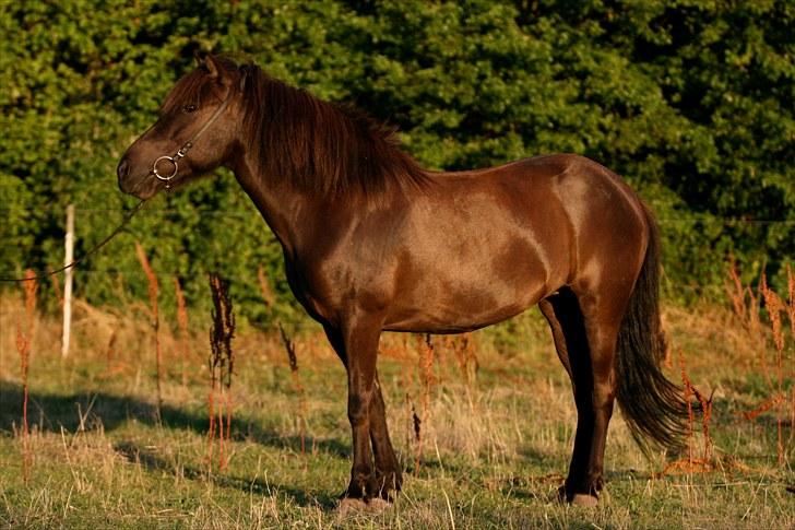 Islænder Katla fra Kastaniely - Juli 2008   Foto: Karina G Olsen billede 7