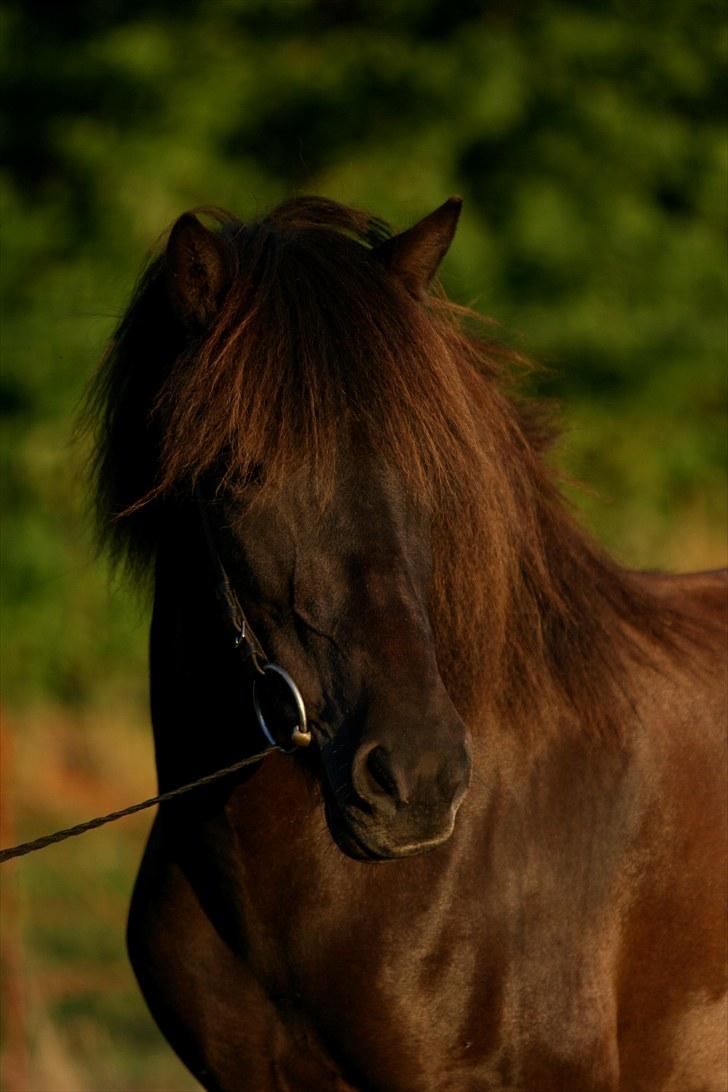 Islænder Katla fra Kastaniely - Juli 2008   Foto: Karina G Olsen billede 8