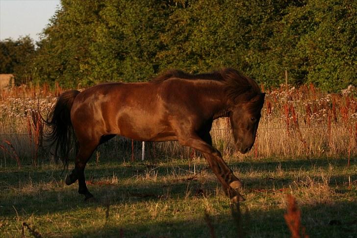 Islænder Katla fra Kastaniely - Juli 2008   Foto: Karina G Olsen billede 9