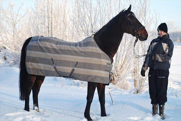 Dansk Varmblod Chanelli *RIP* - Hjemme på juleferie i Skivholme/Borum | Fotograf: Corinne Pedersen  billede 11