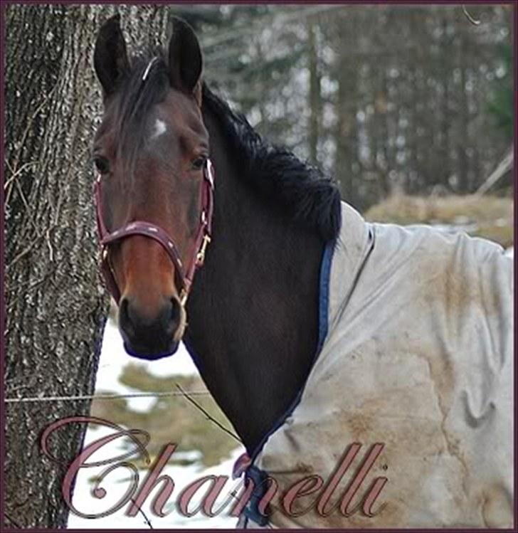 Dansk Varmblod Chanelli *RIP* - Chanelli i vinters, da hun gik på sygefold med sin seneskade. | Fotograf: Sandra Pedersen (mig) billede 2