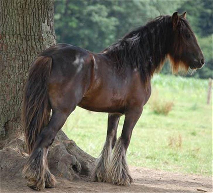Irish Cob The Red Rooster *solgt:(* - Rooster for 2 år siden (; billede 1
