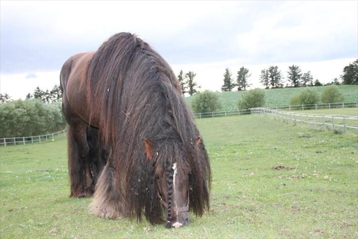 Irish Cob The Red Rooster *solgt:(* - Masser af man! billede 5