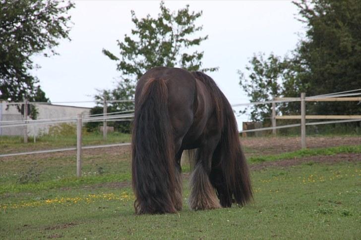 Irish Cob The Red Rooster *solgt:(* - Smuk bagdel!! xD billede 6