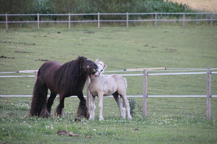 Irish Cob The Red Rooster *solgt:(* - Rooster og Le Mans (hans søn) leger ;) billede 7