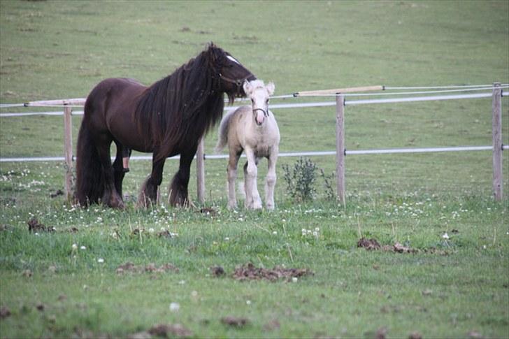 Irish Cob The Red Rooster *solgt:(* - Nusse nusse :´) billede 8
