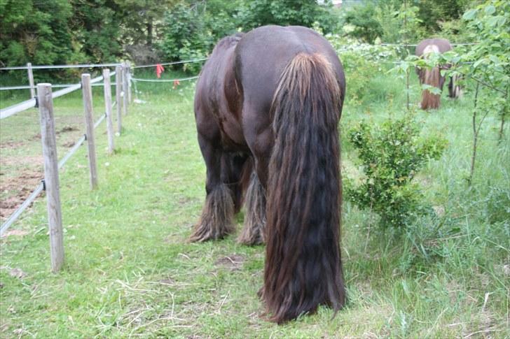 Irish Cob The Red Rooster *solgt:(* - "Big booty stallions!!" billede 10