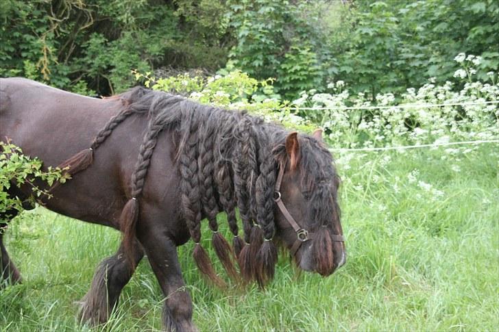 Irish Cob The Red Rooster *solgt:(* - Ny fold = HØJT græs xD billede 11