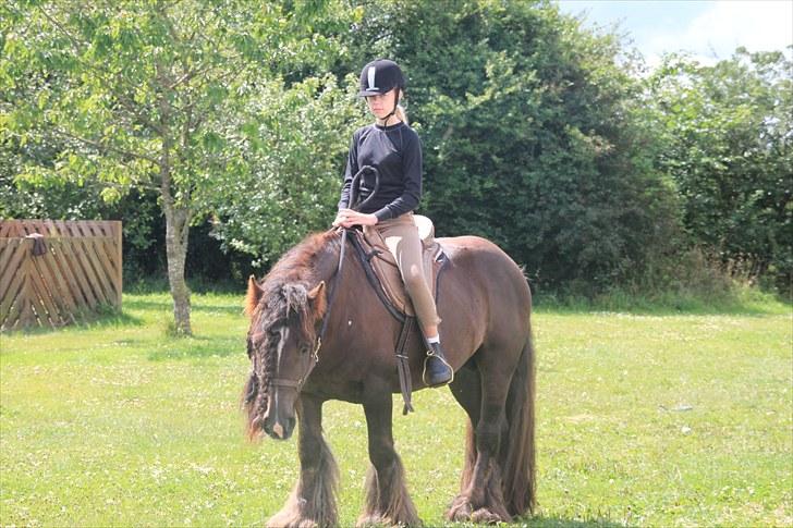 Irish Cob The Red Rooster *solgt:(* - Mig og Rooster (Han er ikk´ tilredet) billede 13