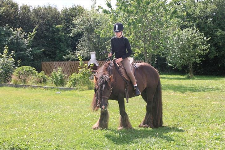 Irish Cob The Red Rooster *solgt:(* - Mig og Rooster (Han er ikk´ tilredet) billede 14