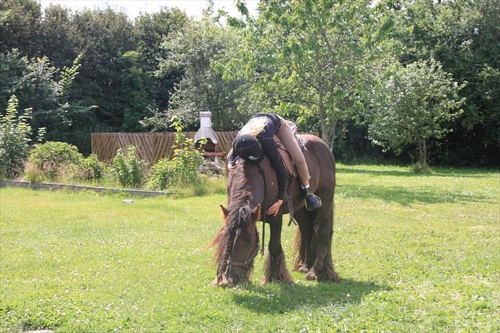 Irish Cob The Red Rooster *solgt:(* - Mig og Rooster (Han er ikk´ tilredet) billede 15