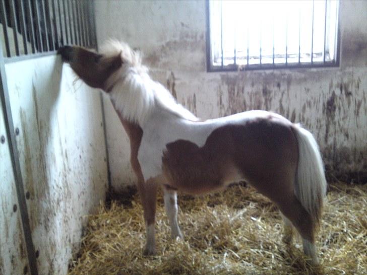 Miniature bølle fisen billede 1