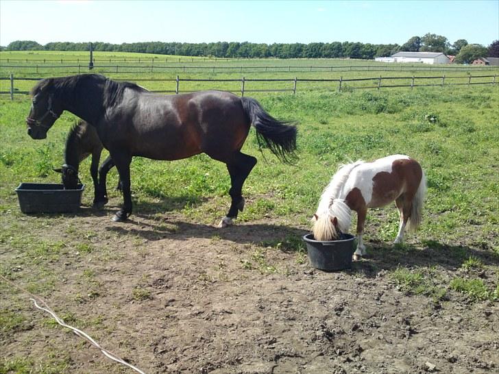 Miniature bølle fisen billede 2