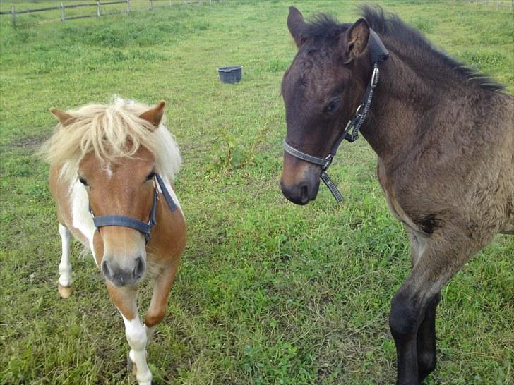 Miniature bølle fisen billede 3