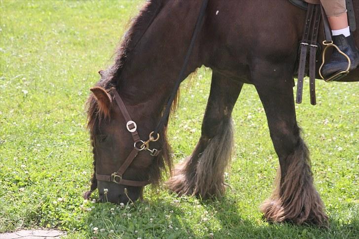 Irish Cob The Red Rooster *solgt:(* - iloveyou!;* billede 18
