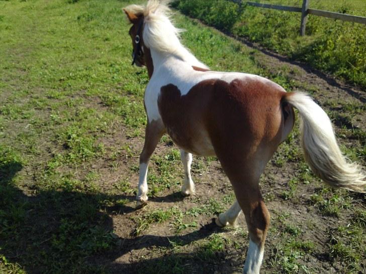 Miniature bølle fisen billede 4