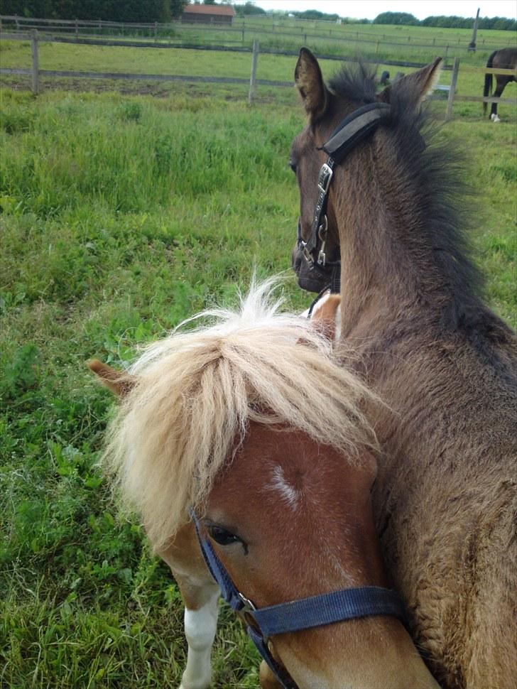 Miniature bølle fisen billede 5