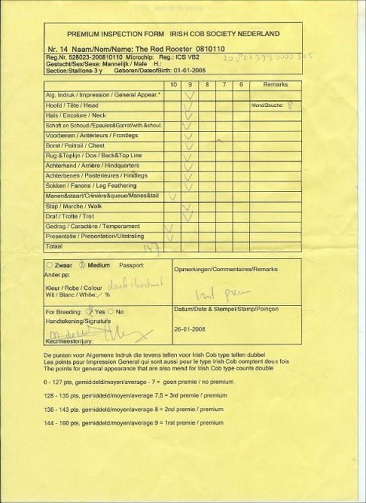 Irish Cob The Red Rooster *solgt:(* - Rooster point (; billede 20