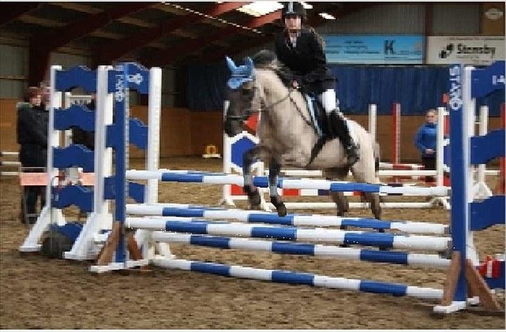 Konik Polski Herkules billede 19