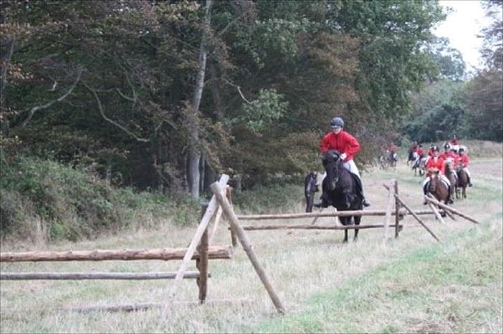 Islænder Katla fra Kastaniely - Hubertusjagt 2009, Langelands Hestesport billede 12