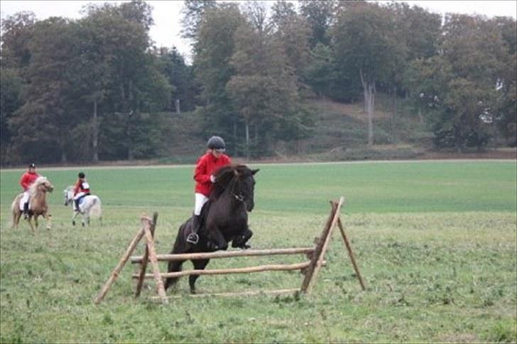 Islænder Katla fra Kastaniely - Hubertusjagt 2009, Langelands Hestesport billede 13
