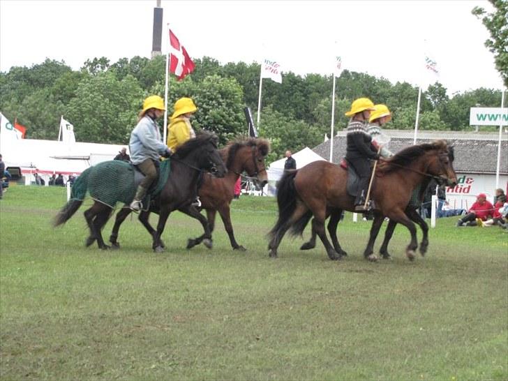 Islænder Katla fra Kastaniely - Heste Galla: Giro 413 - Det Fynske Dyrskue juni 2010...."Ta´ med ud og fisk..." billede 14